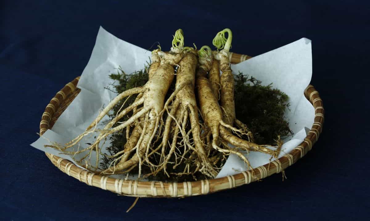 radici di ginseng