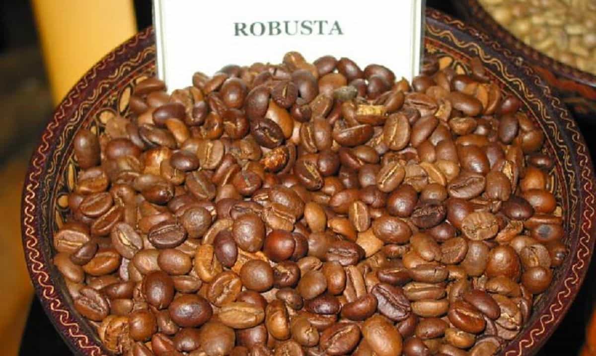 Chicchi di caffè Robusta coltivato in Indonesia